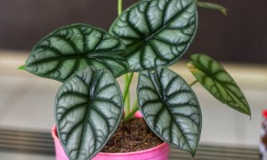 A close-up of alocasia silver dragon leaves