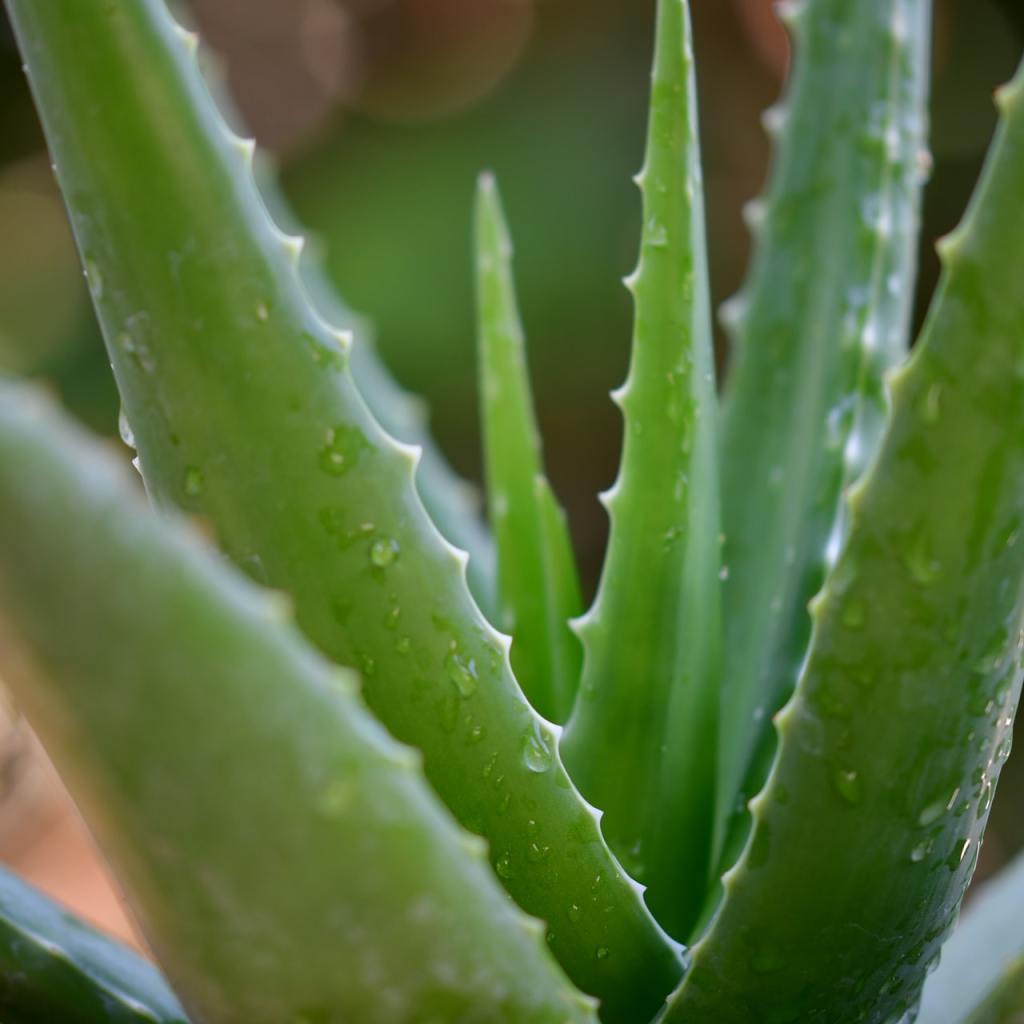 Aloe vera plant close-up