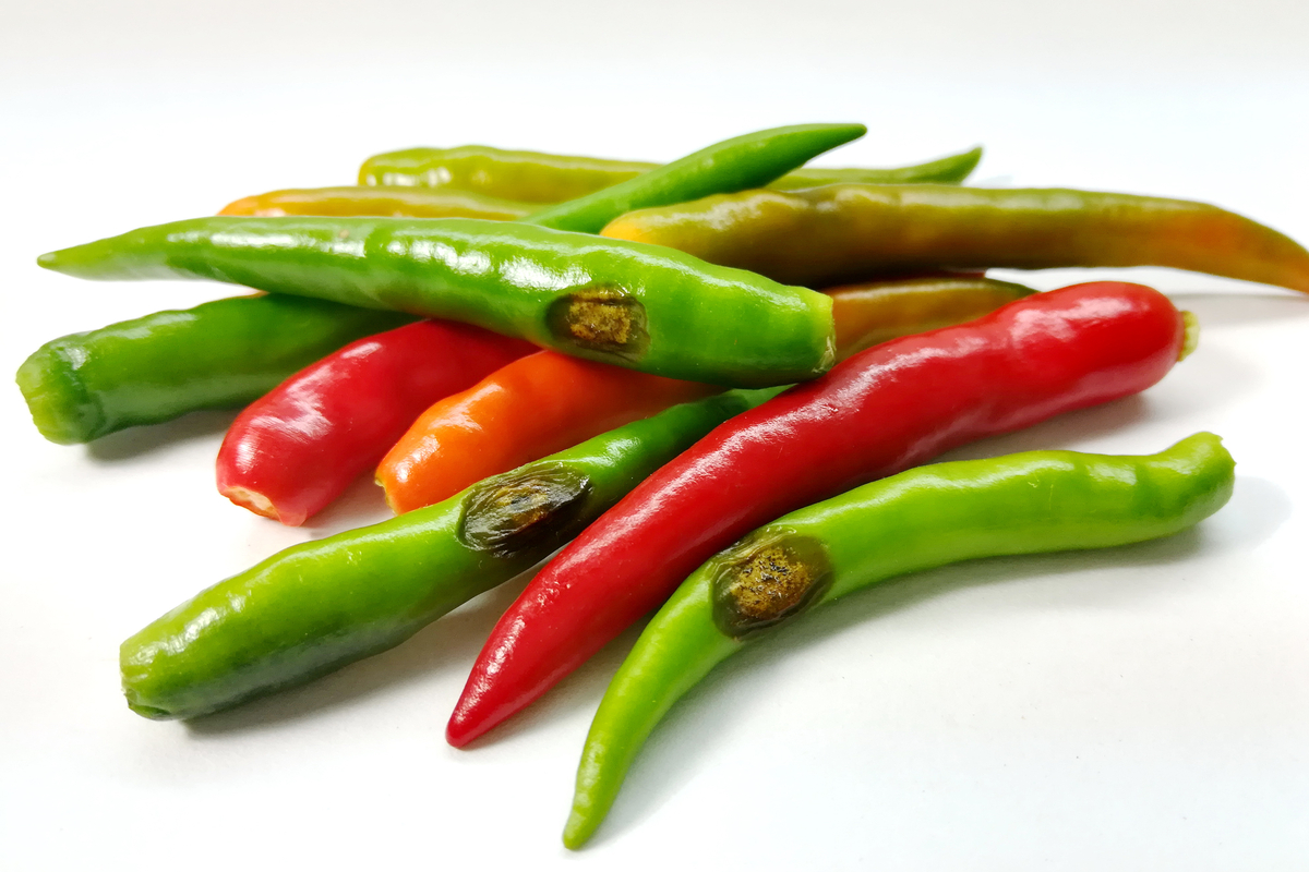 A small pile of peppers with anthracnose