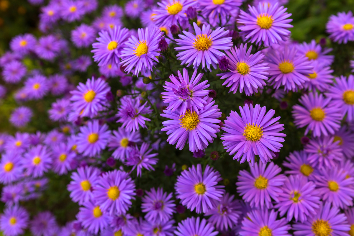 aster flowers