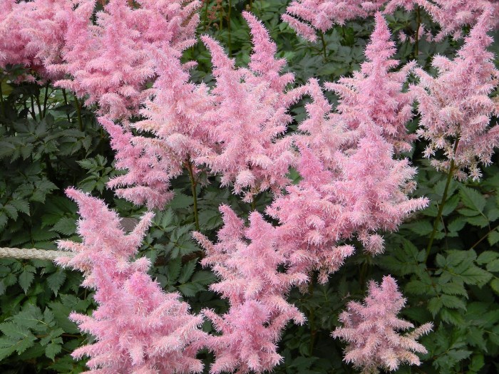 pink astilbes blooming