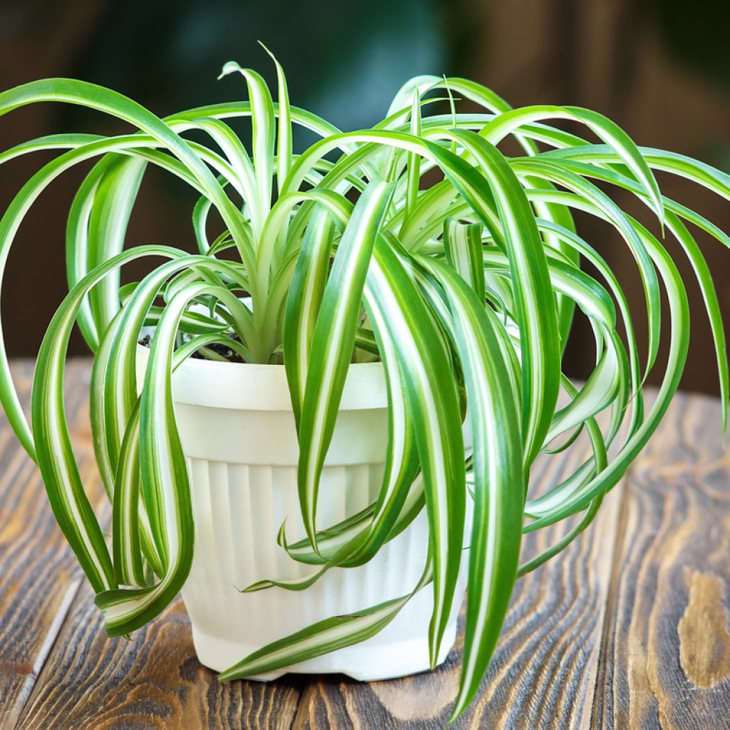 Spider plant