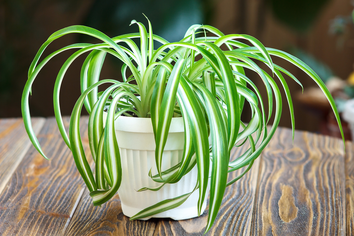 Spider plant