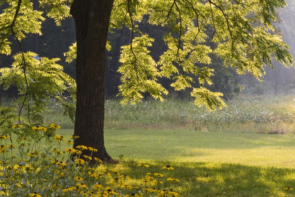 A black walnut tree in the afternoon sun