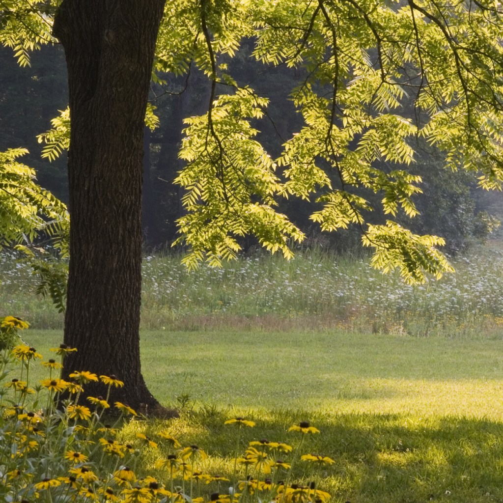 A black walnut tree in the afternoon sun
