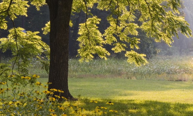 A black walnut tree in the afternoon sun