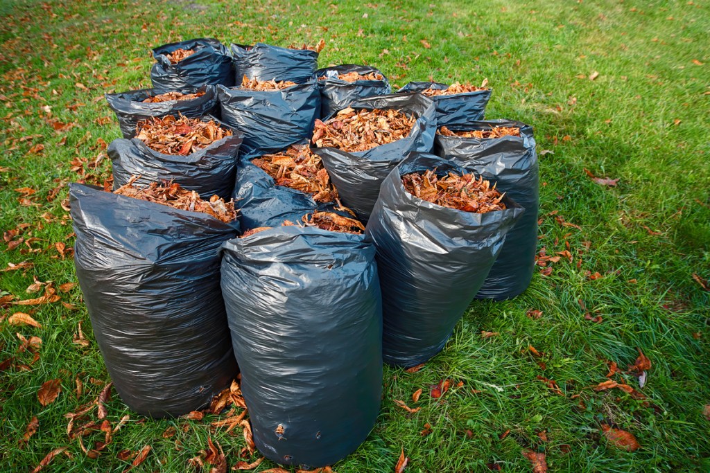 fallen leaves in trash bags