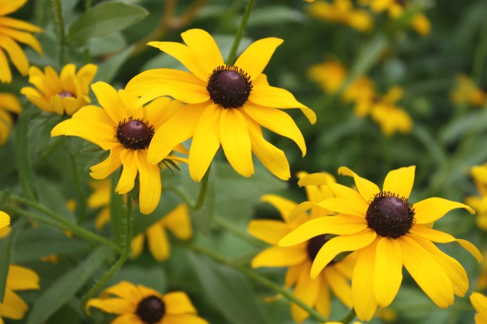 A close-up of some black-eyed Susan blooms