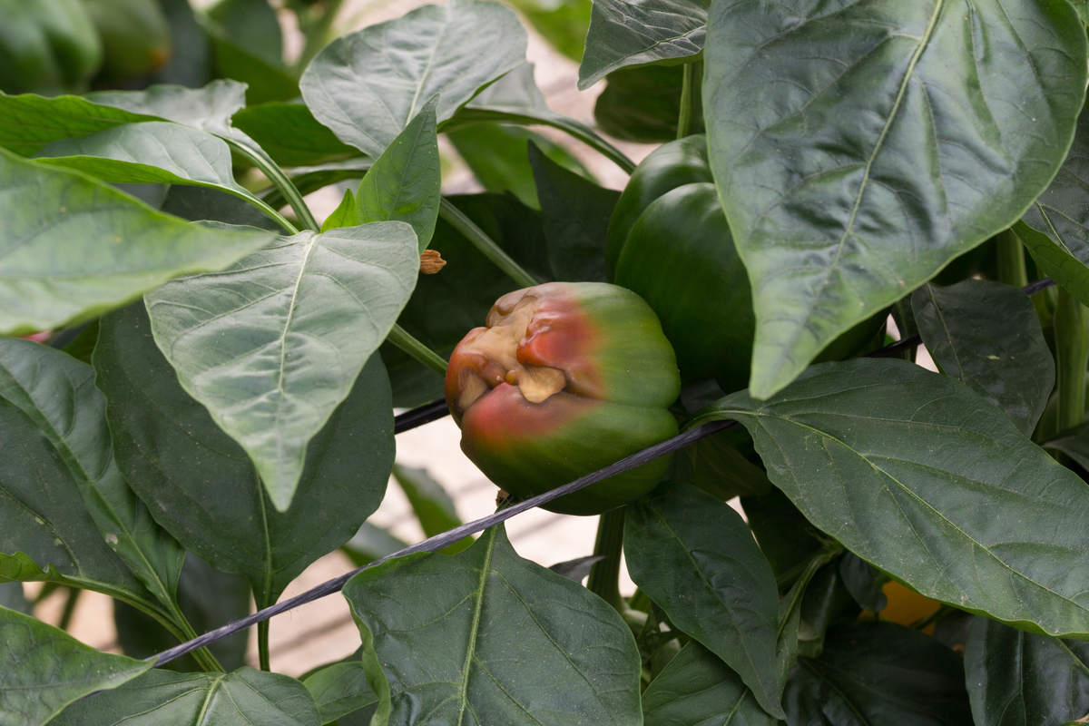 A pepper with blossom end rot