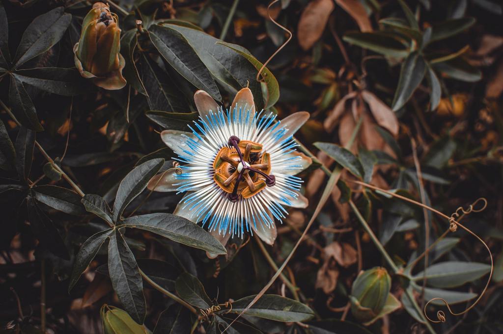 Blue passion flower