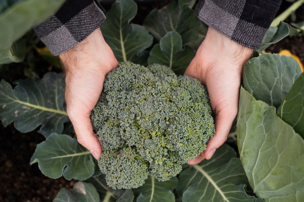 Hands showing a broccoli head growing in the garden