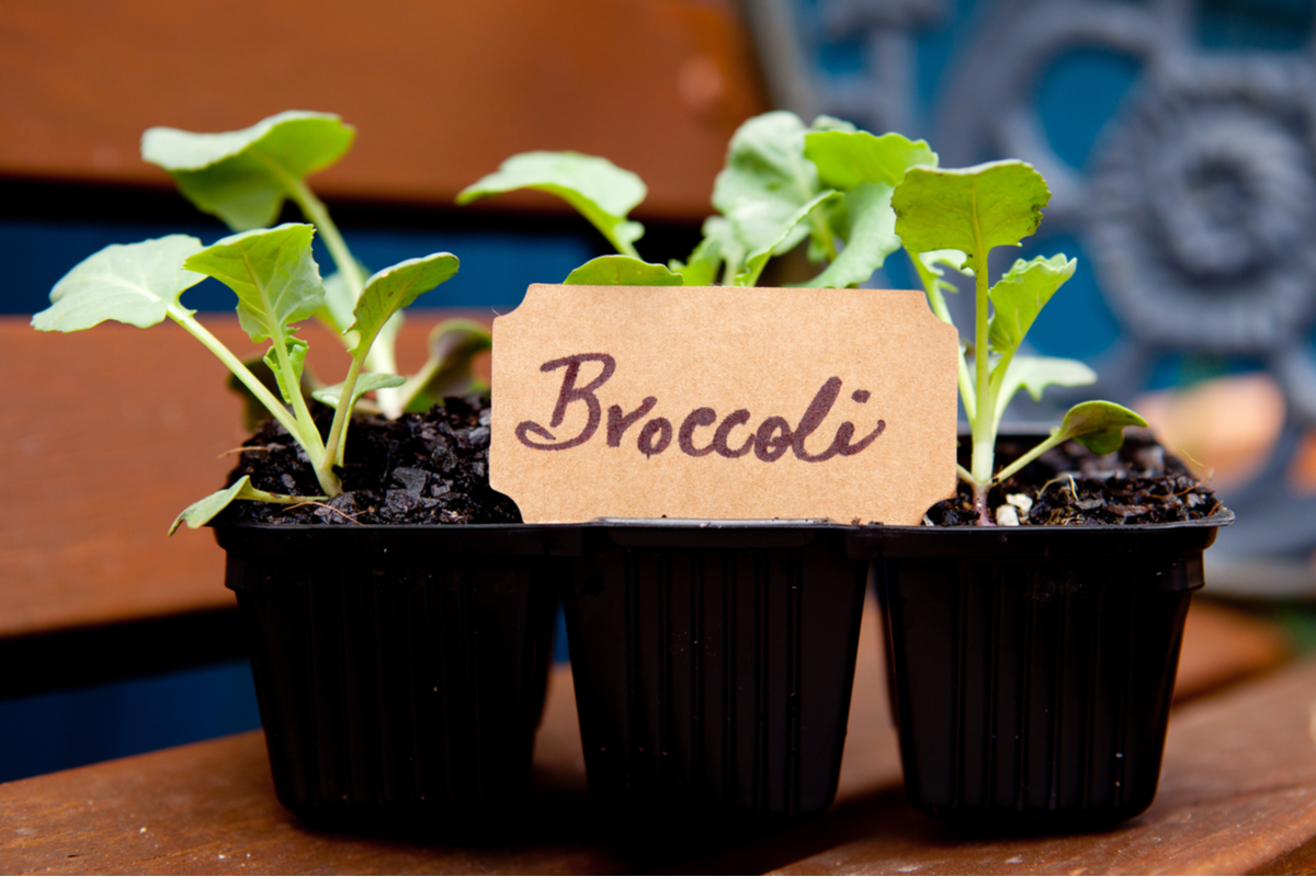  How to plant broccoli youll actually look forward to eating