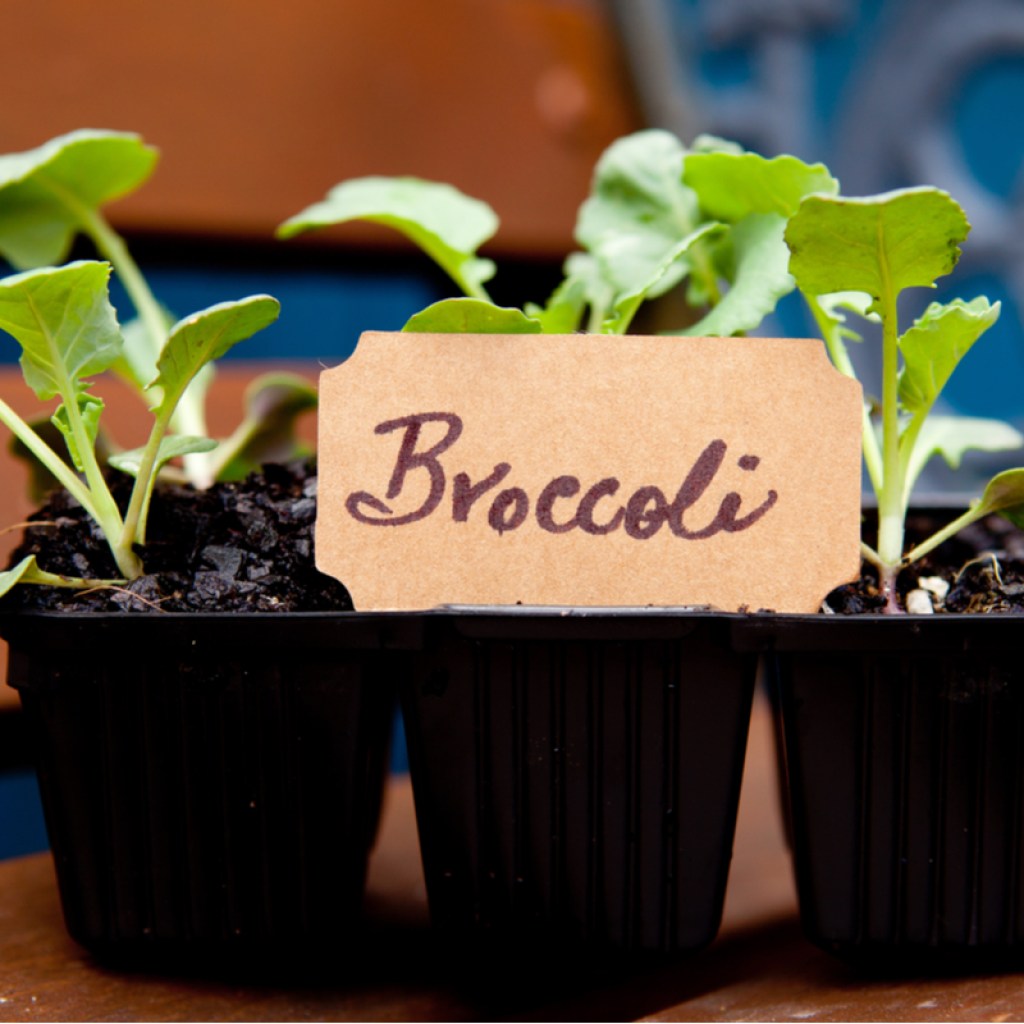Broccoli seedlings in a seed tray