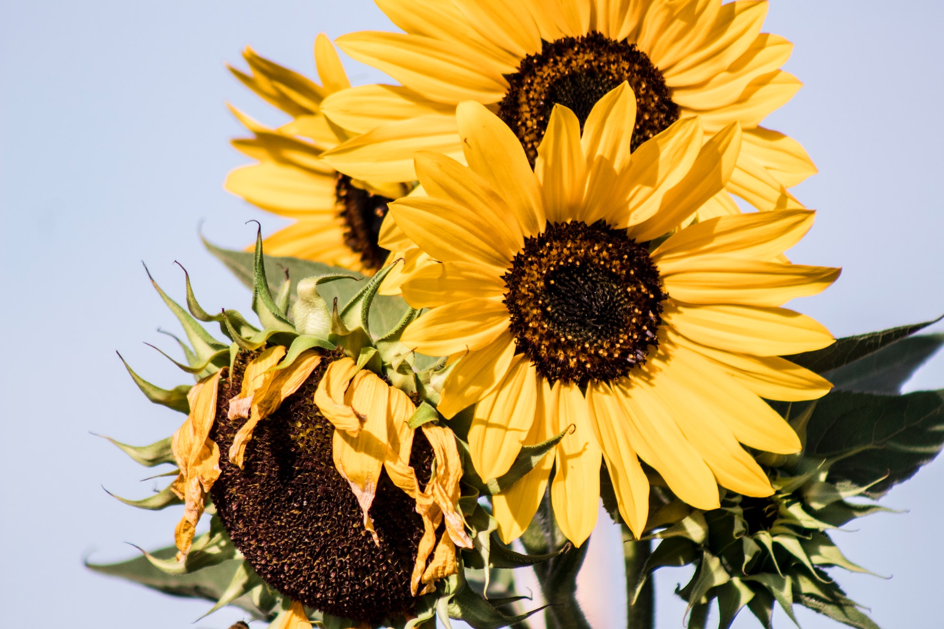 How Late Can You Plant Sunflowers And Still See Blooms ...