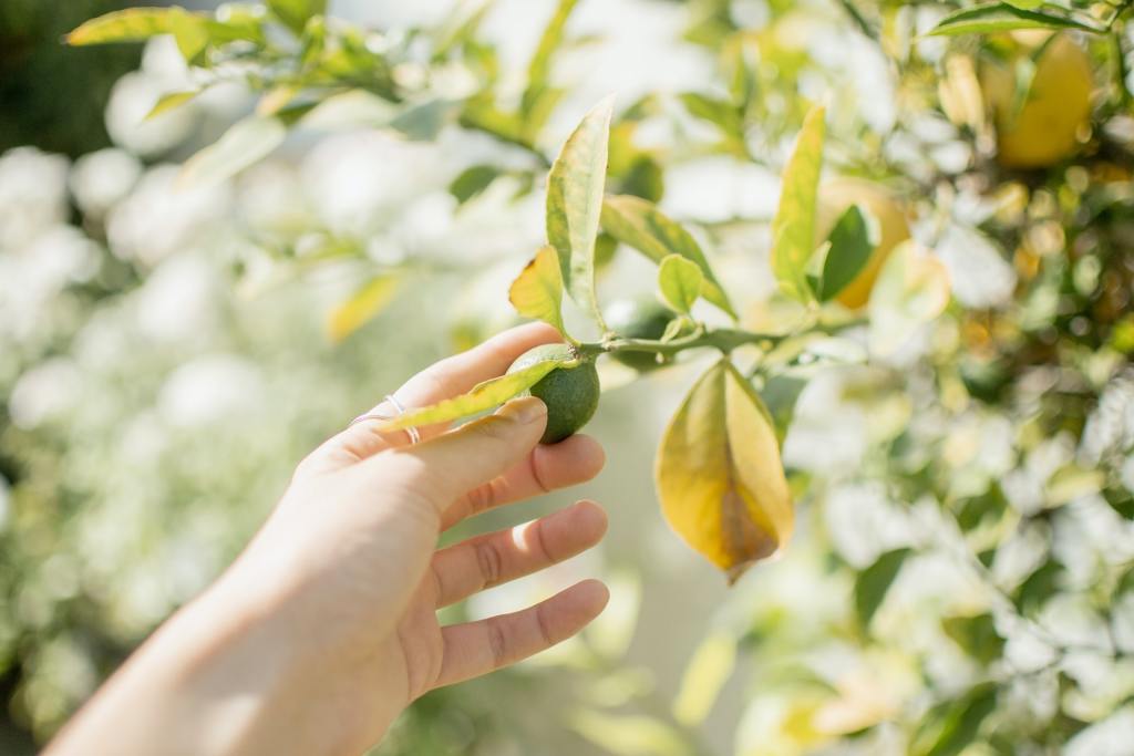 A person harvesting a small green kiwi