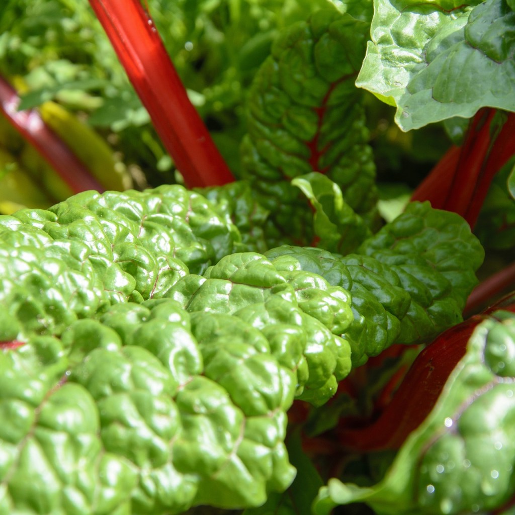 growing swiss chard indoors
