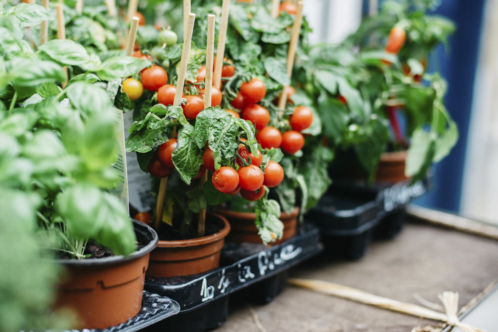  How to grow tomatoes in pots for fresh, juicy results all growing season long