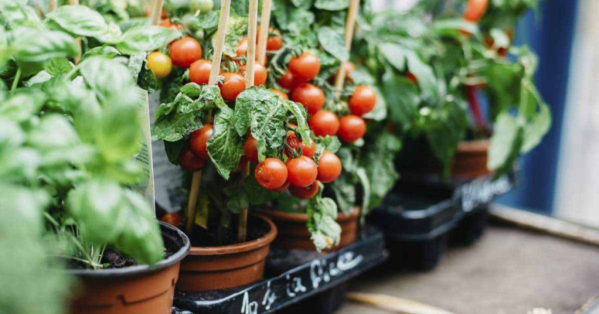 How to Grow Tomatoes in Pots HappySprout