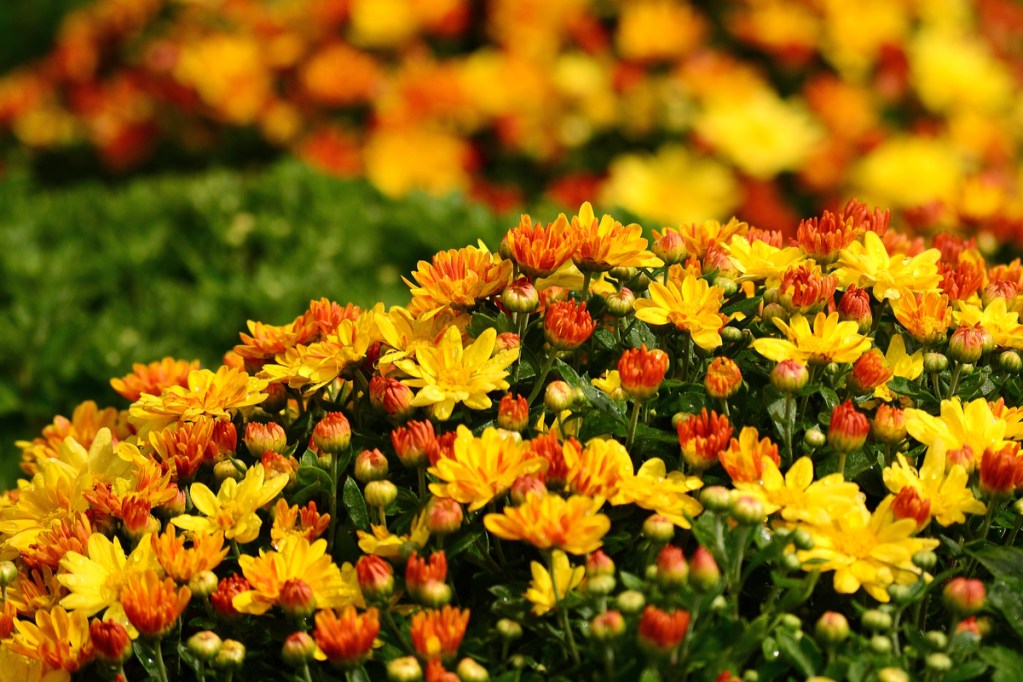 Chrysanthemum flowers