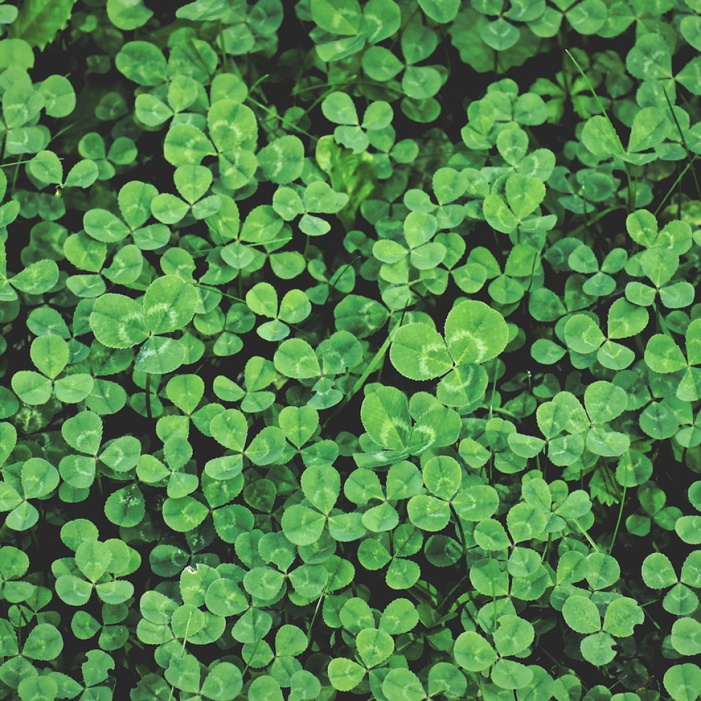 A patch of clovers