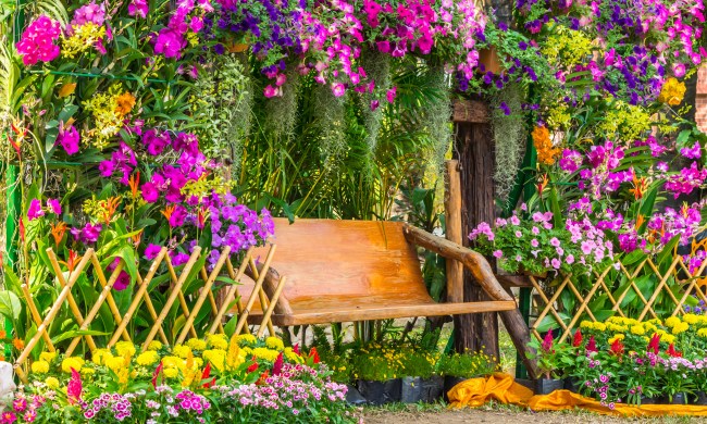 Flowers surrounding wooden bench