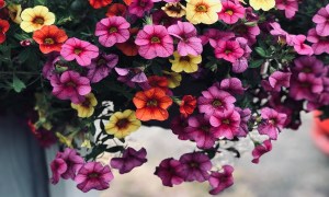 A basket of colorful petunias