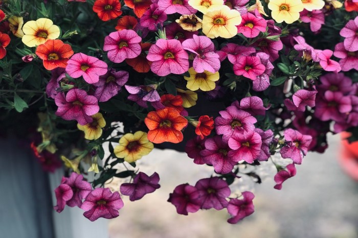 A basket of colorful petunias