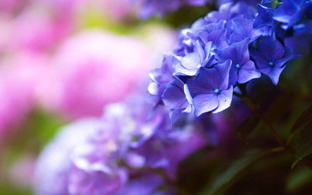Purple, pink, and blue flowers growing in a row