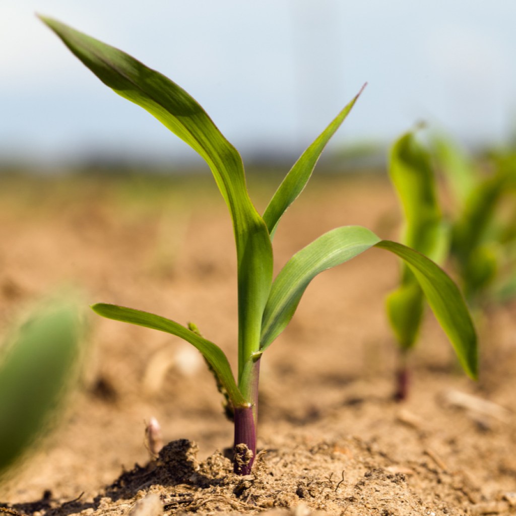 Corn stalk seedings growing in garden