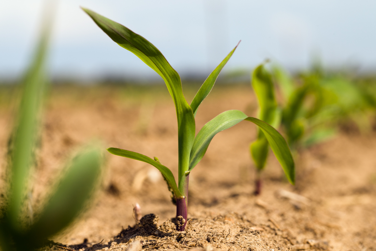 Corn stalk seedings growing in garden