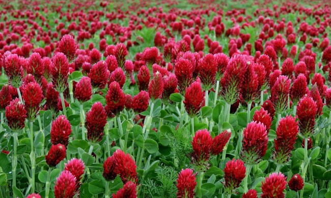 A field of crimson clover