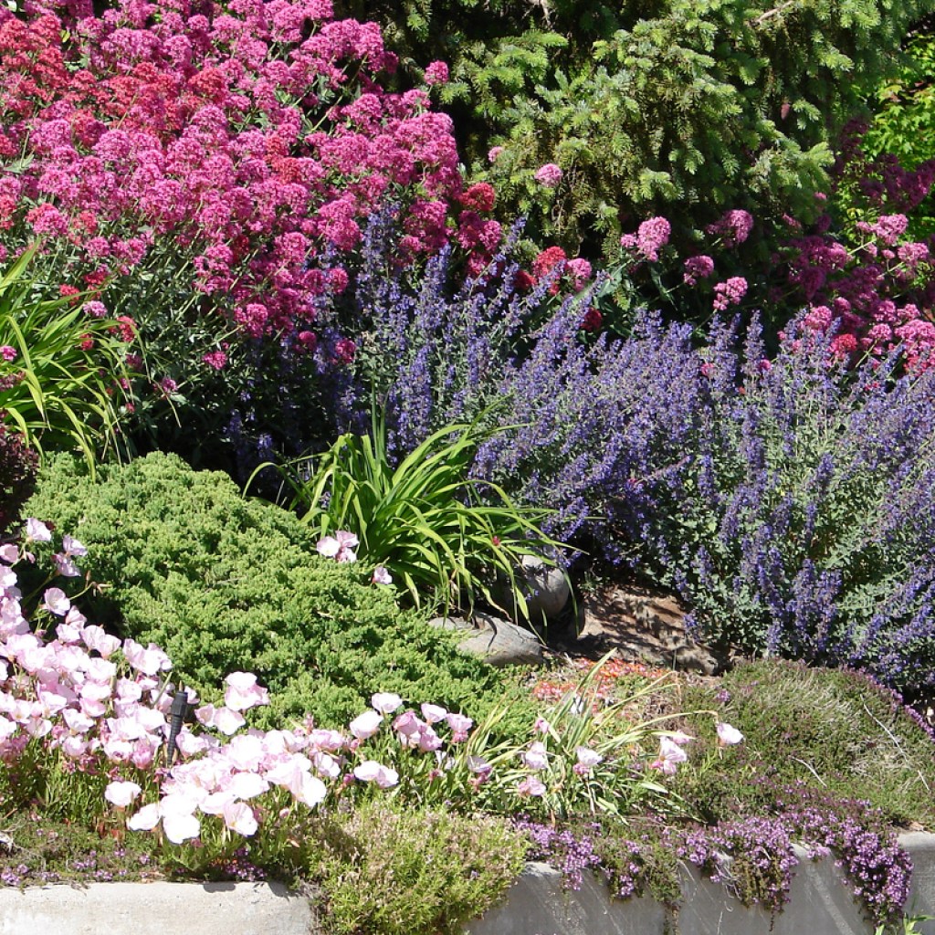 Border garden planted with drought-tolerant flowers