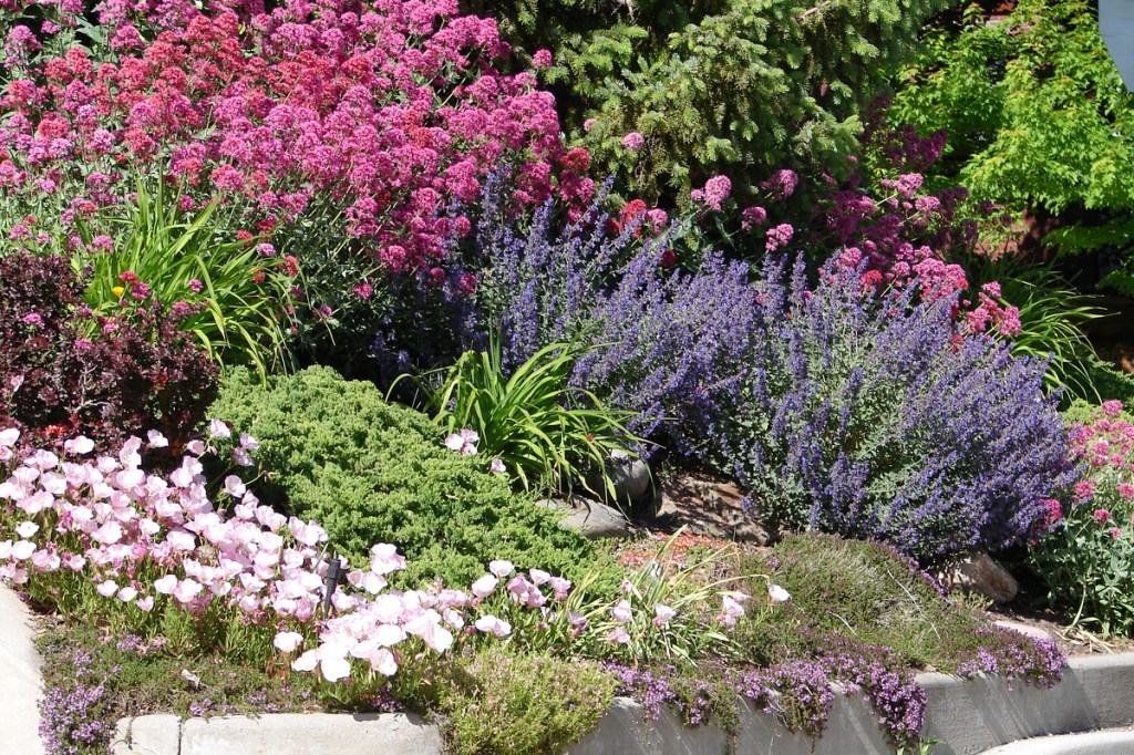 Border garden planted with drought-tolerant flowers
