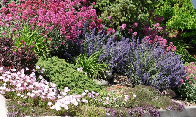 Border garden planted with drought-tolerant flowers