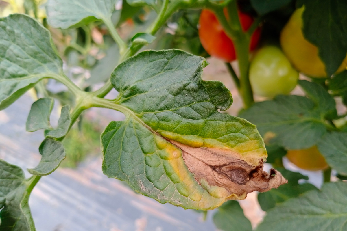 Tomato plant infected with early blight