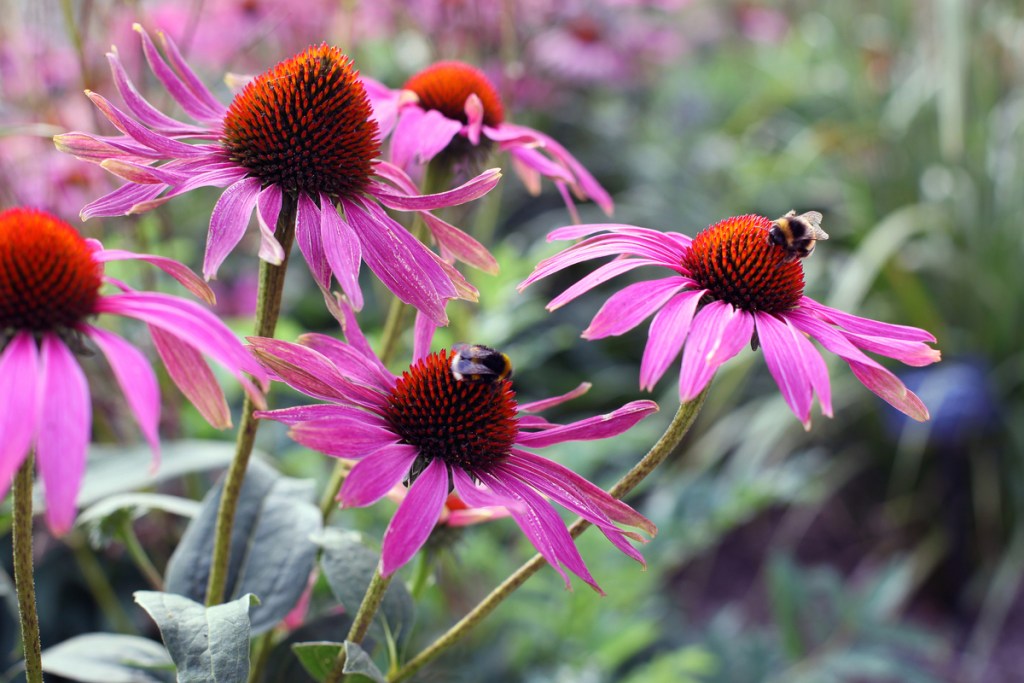 echinacea flowers with bumblebees on them