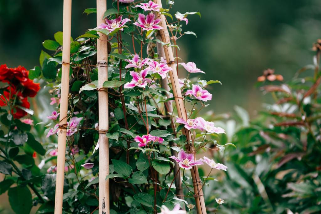 Clematis climbing trellis