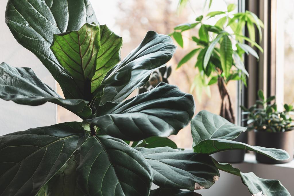 Fiddle-leaf fig