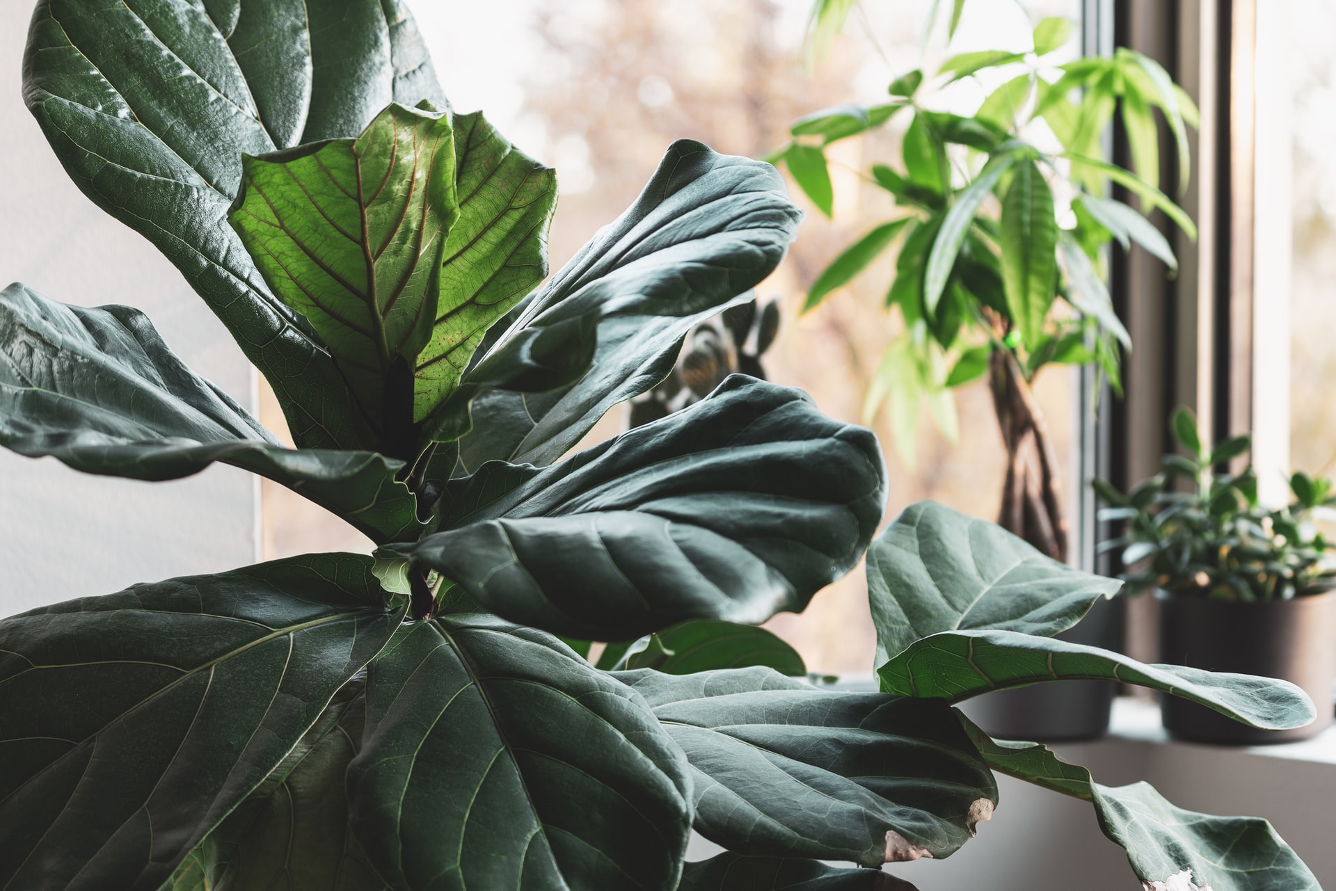 Fiddle leaf fig