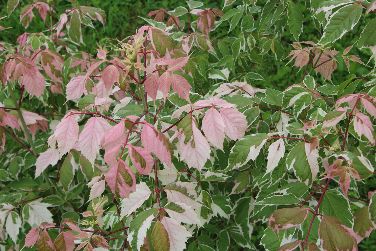 Flamingo Boxelder foliage