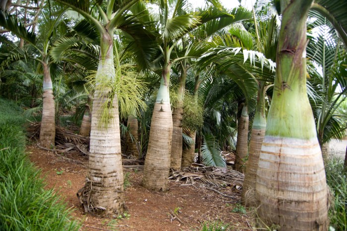 Forest of spindle palm plant