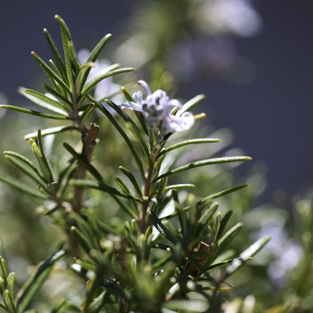 Fresh sprigs of rosemary