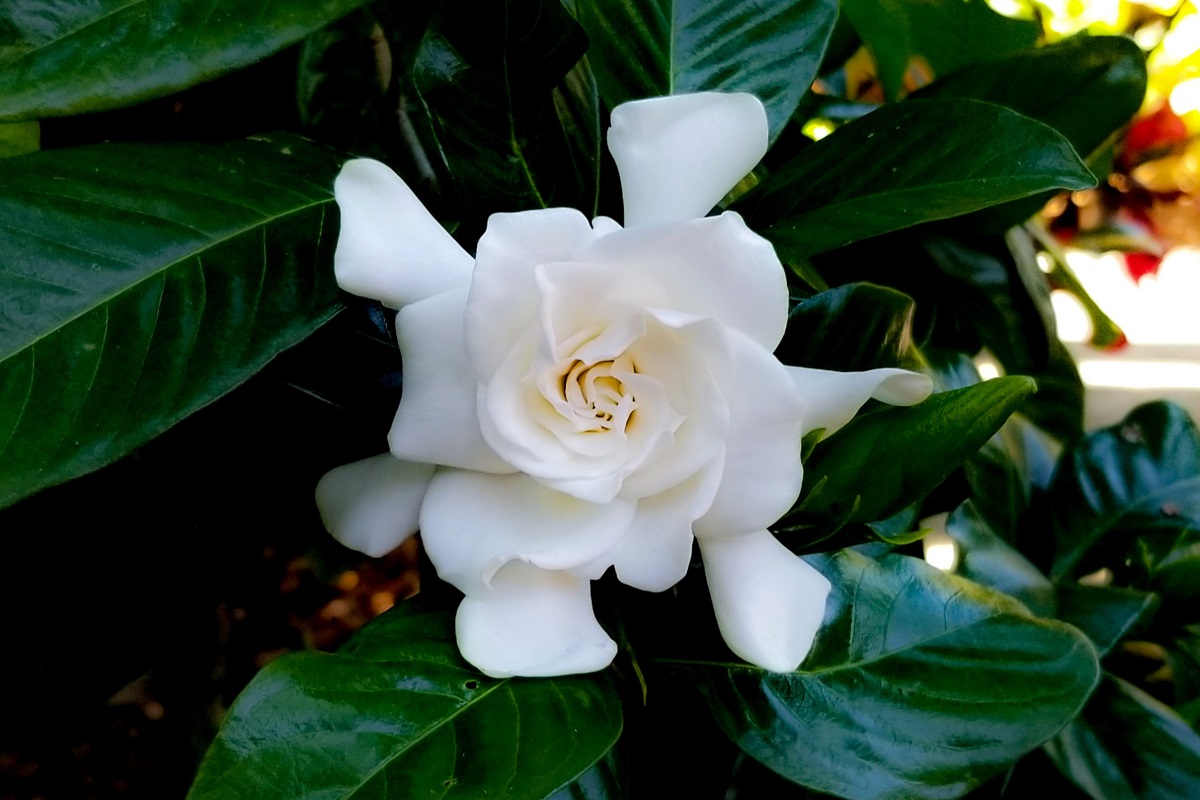 A white gardenia bloom