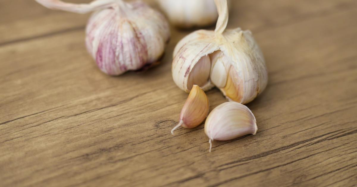 What Pests Does Garlic Keep Away? What You Need to Know HappySprout