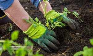 gloved hands planting a tomato plant