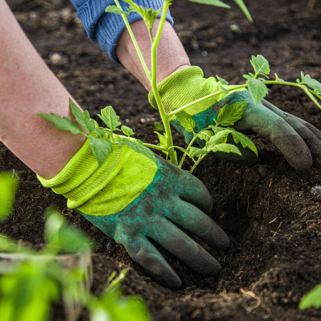Gloved hands planting a tomato plant