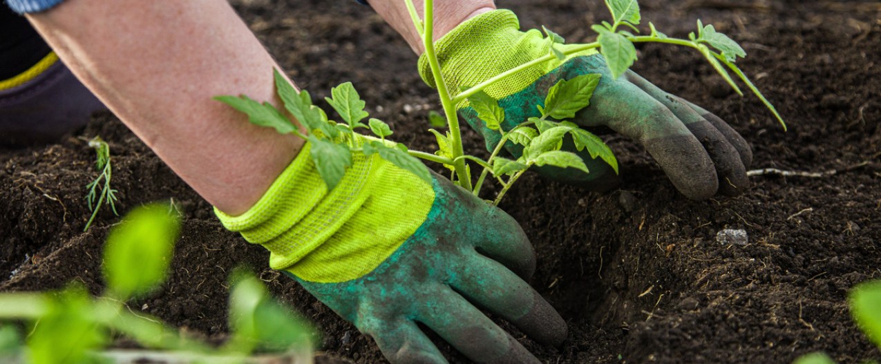 gloved hands planting a tomato plant