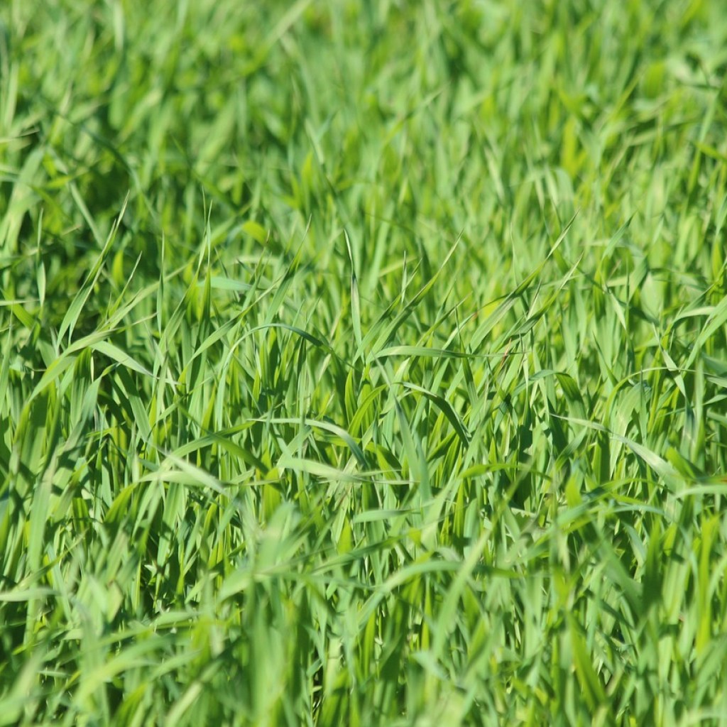 A patch of young green oats