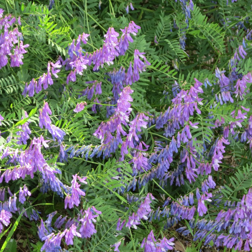 A patch of hairy vetch