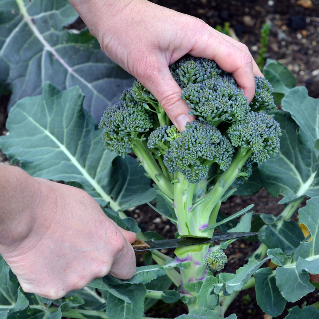 Harvesting broccoli